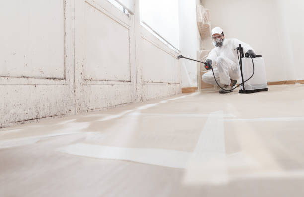 Black mold remediation team in Palm Beach
